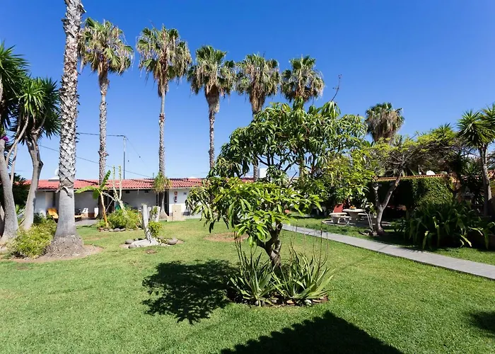 La Gaviota - Palmeras *