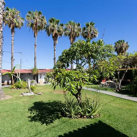 La Gaviota - Palmeras *